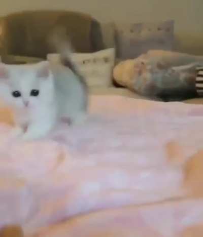 Killer Marshmallow