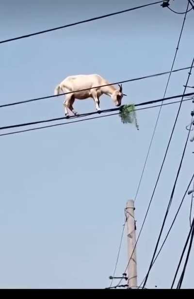 That's why he's the goat, The GOAT goat