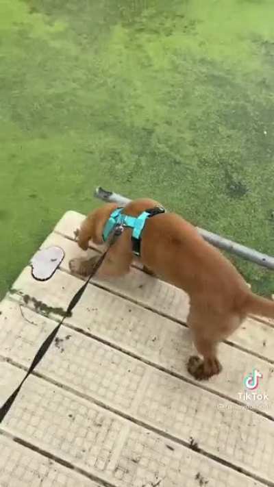 I don&rsquo;t know which is funnier the girl or the dog.