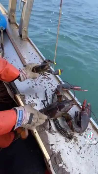 Check out this huge old lobster