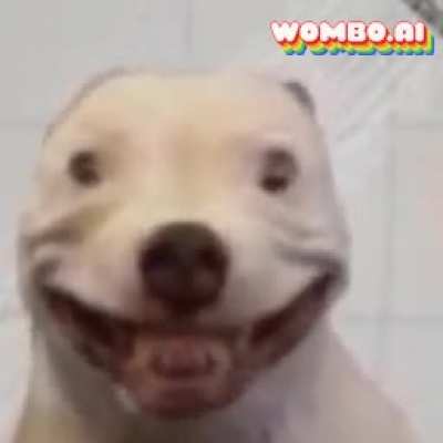 look at this dawg