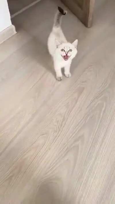 this yelling cat