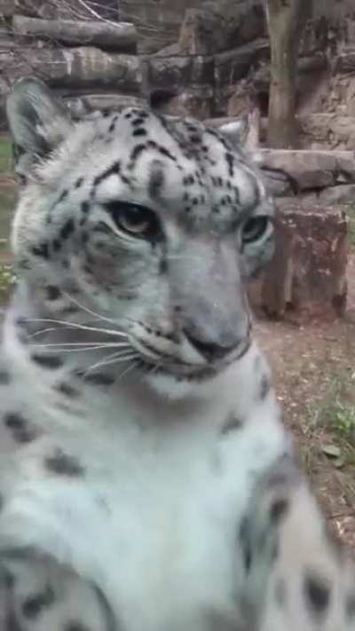 Big cat taps