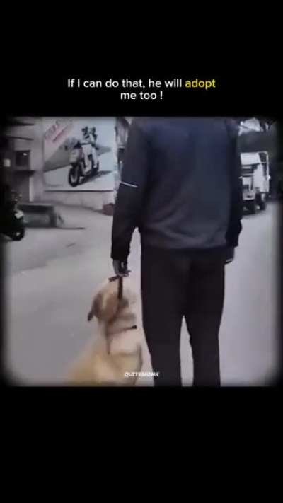 Even strays need love.