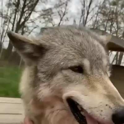 L&ouml;rge B&ouml;i getting kisses and scrities