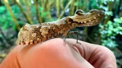 Peanut-Headed Lanternfly 😱