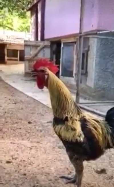Rooster passes out