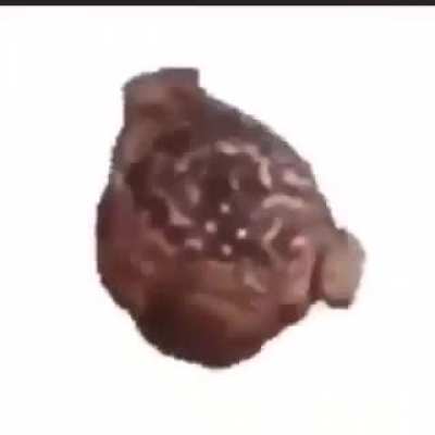 sapo vuelta