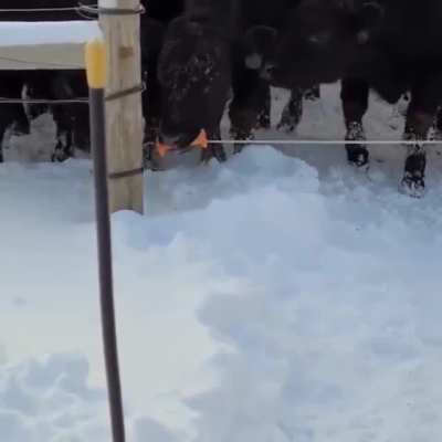 Smart Cow