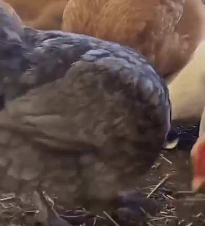 Wtf animal edition
