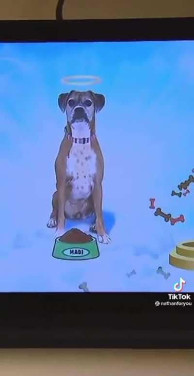 The Road to Doggy Heaven is Paved with Good Intentions&hellip;