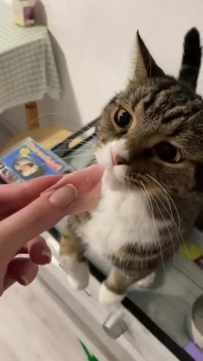 Spoiled cat is tired of eating ham&hellip;mine would kill for a bite