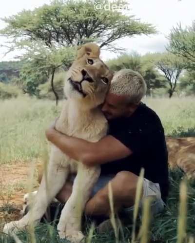 Man sees his lion pride again after 2.5 weeks