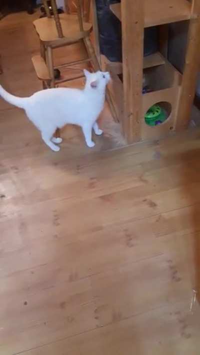 Cut cat scream
