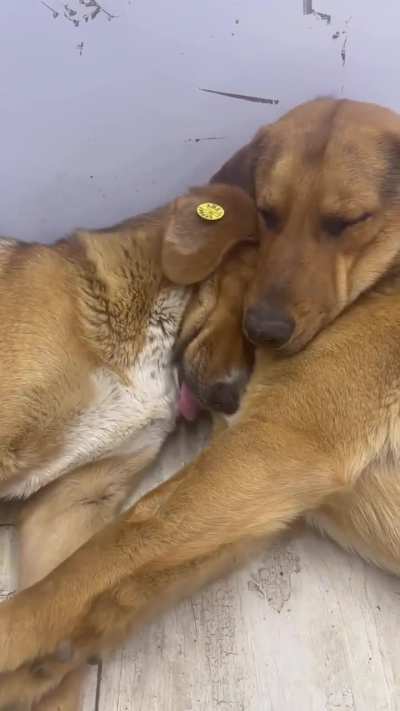 This is adorable