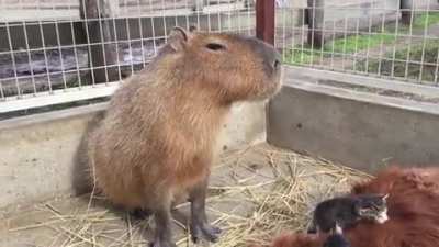 "This is my life now...yes, this is your life now."