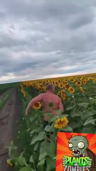 No sunflowers allowed