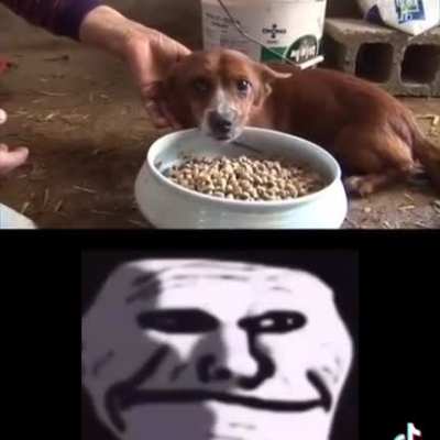 perrosGOD humanosZZZZZ