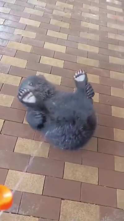 Wet bebe