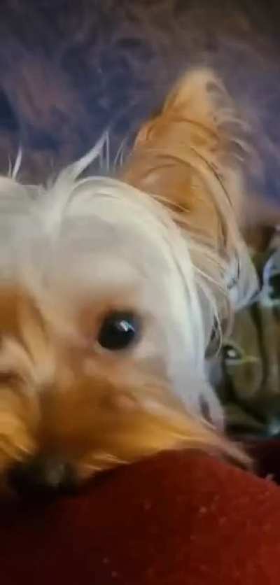 Curious of the camera