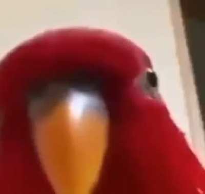 When they leak ayaka, sayu, yoimiya but still no raiden model