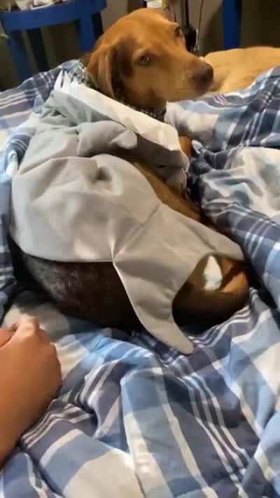 My dog has a lick button