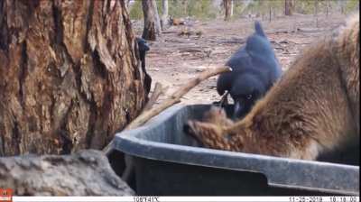 Crow removing ticks