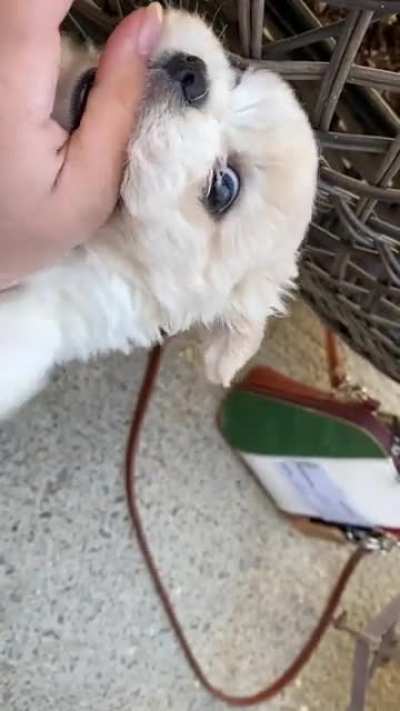 What could go wrong with letting a puppy bite my thumb?