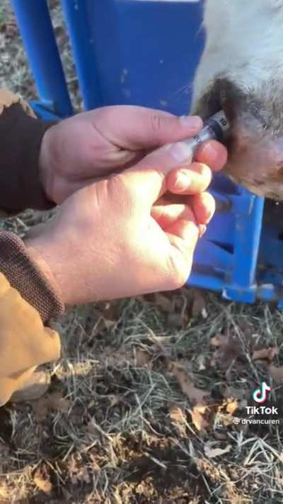 Cow with a build up of mucus