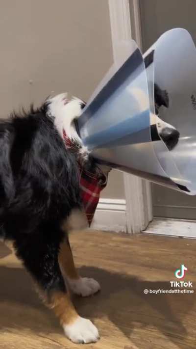 Good boy got the good stuff