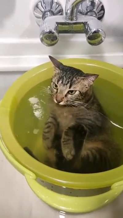 wordington cat