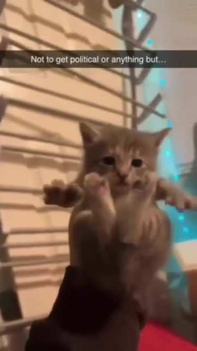 el gato de la semana {12}