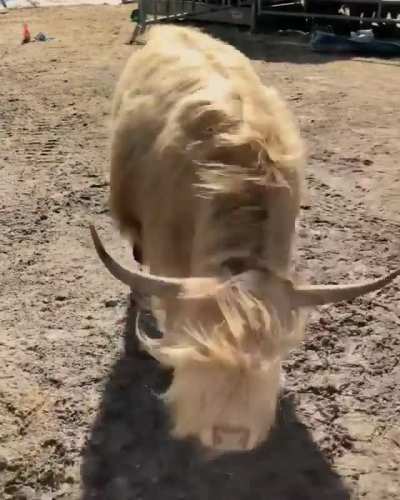 !!!Watch out for the angry stampeding bu... Oh, they just want a snack