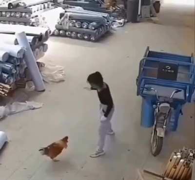 Chicken &amp;amp; woman fight