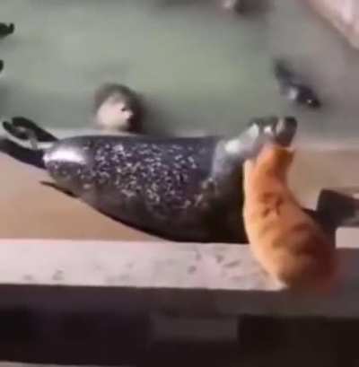 What did the beans say to the face?
