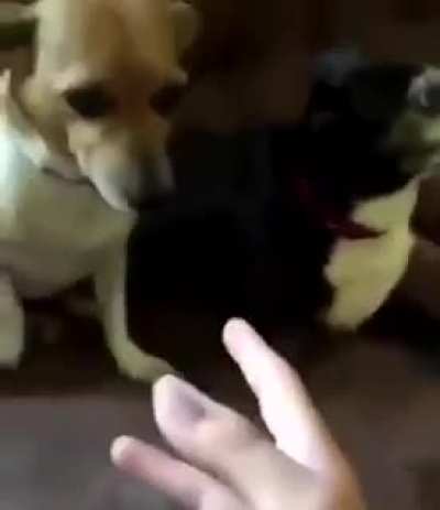 tapora