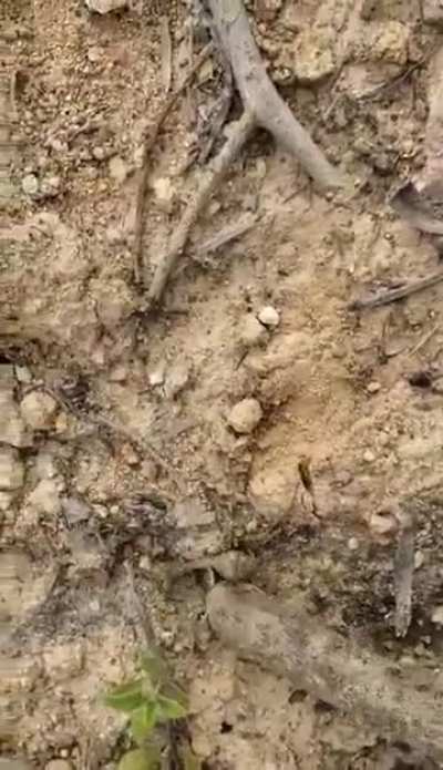 SCORPION!!!! BAREFOOT!!!