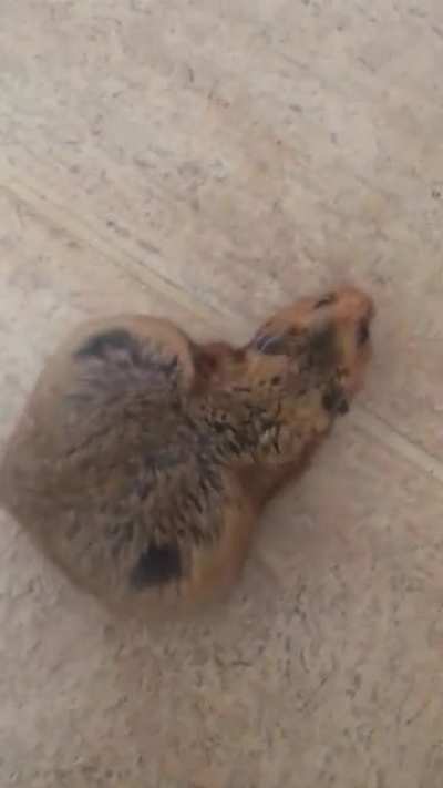 This hamster has a super fat ass!