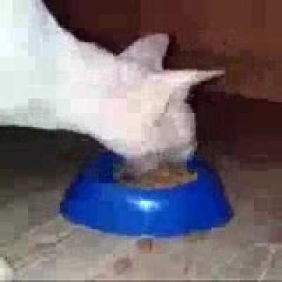 Chomp