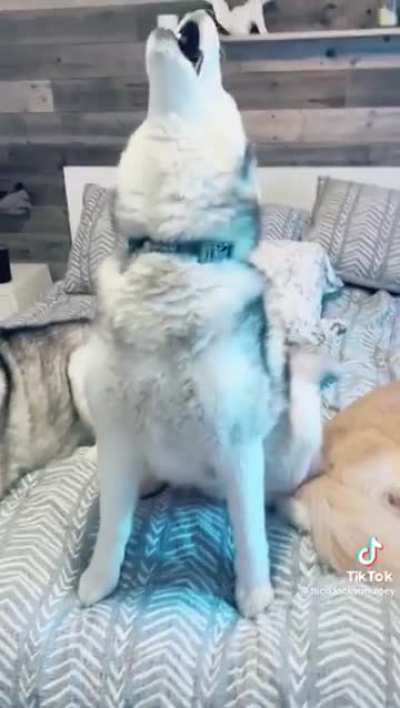 A golden retriever in a husky household.