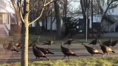 The cult of turkeys..