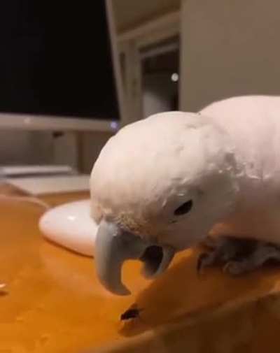 to catch a fly.