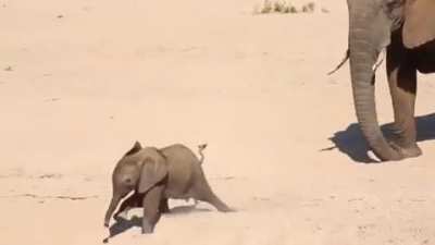 Learning to run