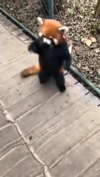 The red Panda with a perfect walking gait