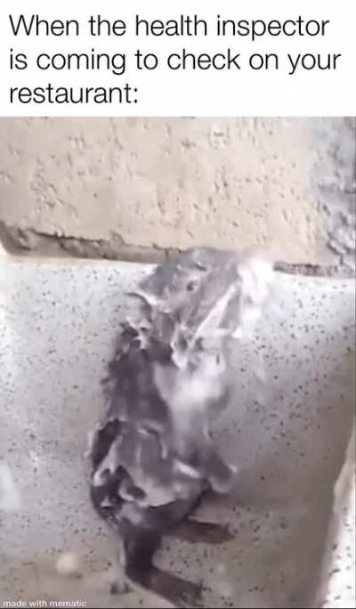 ratatouille 2 looks great