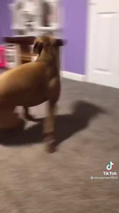 I was impressed with the way they kept up with this dog&rsquo;s zooomies.