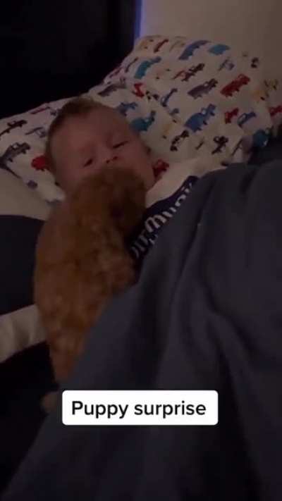 Puppy Surprise