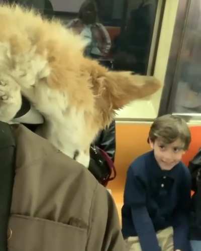 Wholesome creature