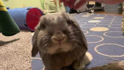 Gary: winning the ‘Softest Bunny’ award today