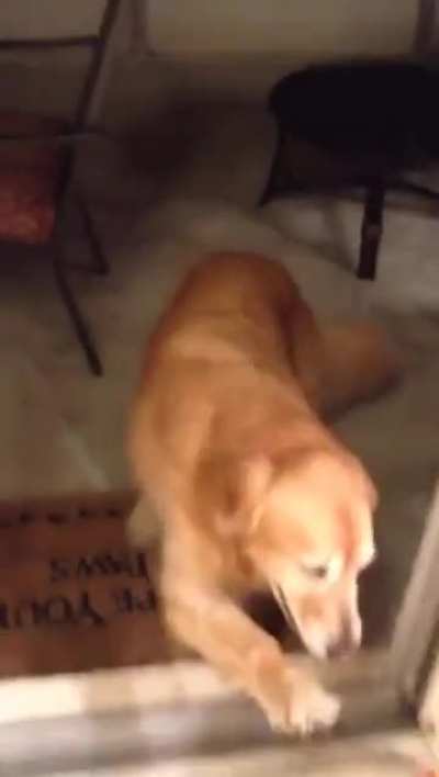 Bro ran into a glass door once and now has trust issues 😭😭